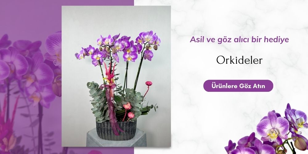orkide-1.jpg