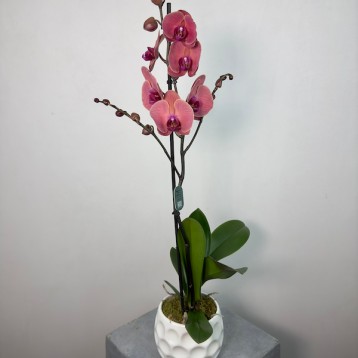 Beyaz Vazoda Red Asian Phalaenopsis Orkide
