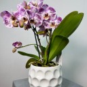 Bellini 2'li Phalaenopsis Orkide