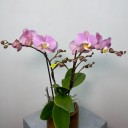 Cosmopolitan 2'li Phalaenopsis Orkide (Tablo)