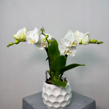 Champagne 2'li Phalaenopsis Orkide
