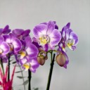 Carey 4'lü Phalaenopsis Orkide