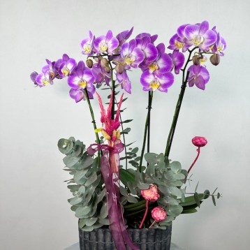 Carey 4'lü Phalaenopsis Orkide