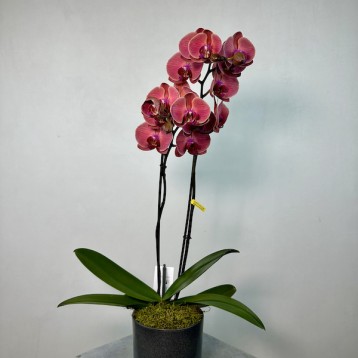 Asian Coral 2'li Phalaenopsis Orkide