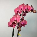 Asian Coral 2'li Phalaenopsis Orkide