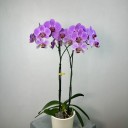 Seramik Saksıda 2'li Phalaenopsis Orkide