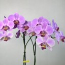 Seramik Saksıda 2'li Phalaenopsis Orkide