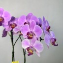 Seramik Saksıda 2'li Phalaenopsis Orkide