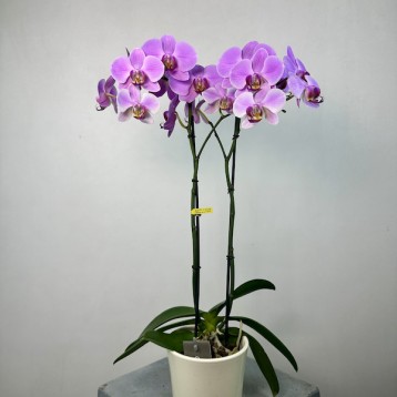 Seramik Saksıda 2'li Phalaenopsis Orkide