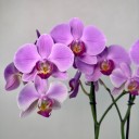 Seramik Saksıda 2'li Phalaenopsis Orkide