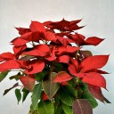 Hasır Sepette Ponsetya (Poinsettia)