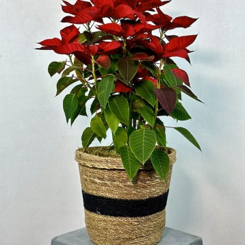 Hasır Sepette Ponsetya (Poinsettia)