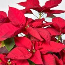 Hasır Sepette Ponsetya (Poinsettia)