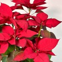 Hasır Sepette Ponsetya (Poinsettia)