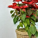 Hasır Sepette Ponsetya (Poinsettia)