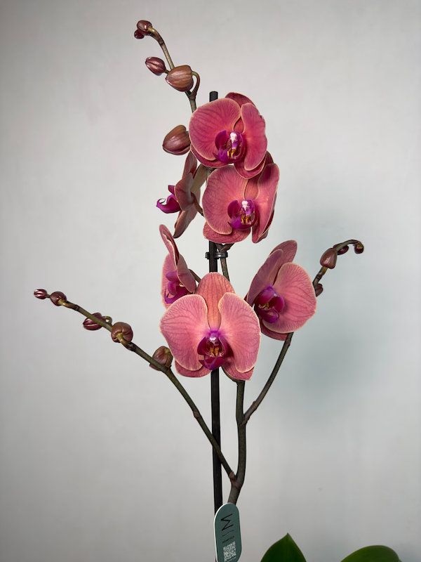 Beyaz Vazoda Red Asian Phalaenopsis Orkide