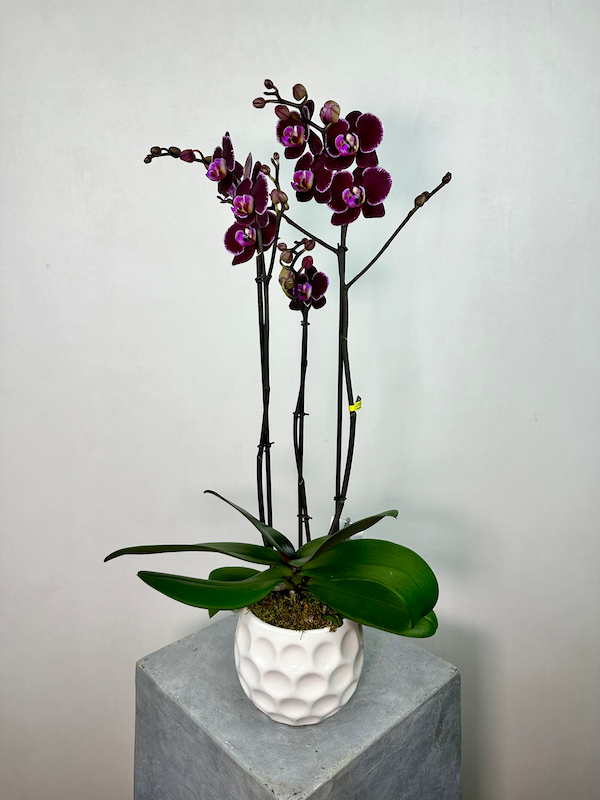 Montpellier Phalaenopsis Orkide