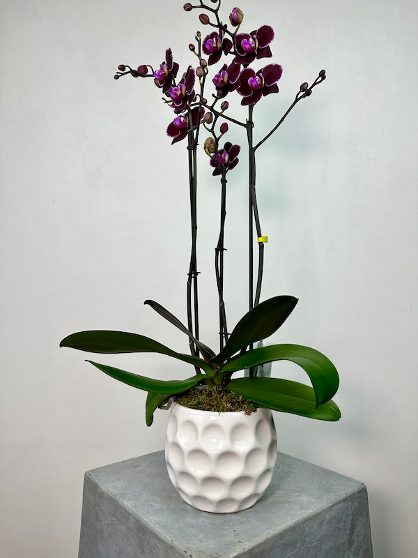 Montpellier Phalaenopsis Orkide