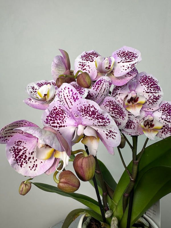 Bellini 2'li Phalaenopsis Orkide
