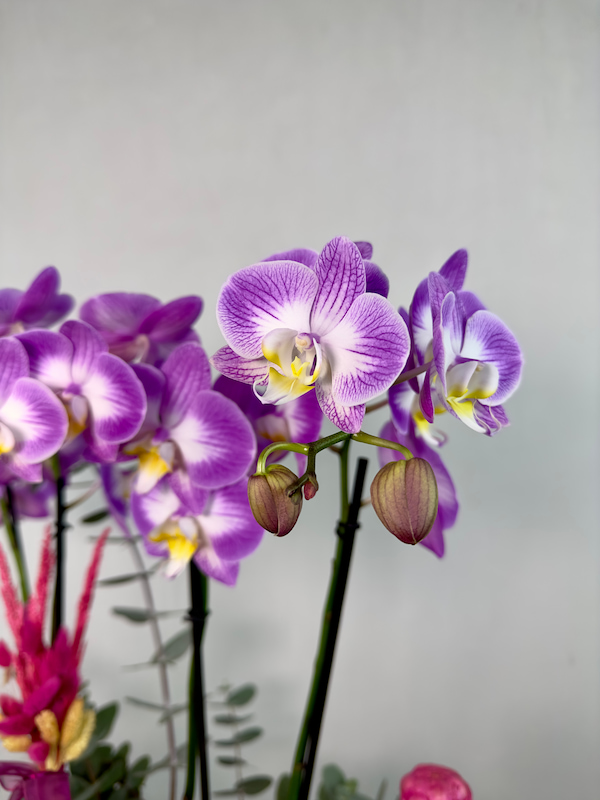 Carey 4'lü Phalaenopsis Orkide