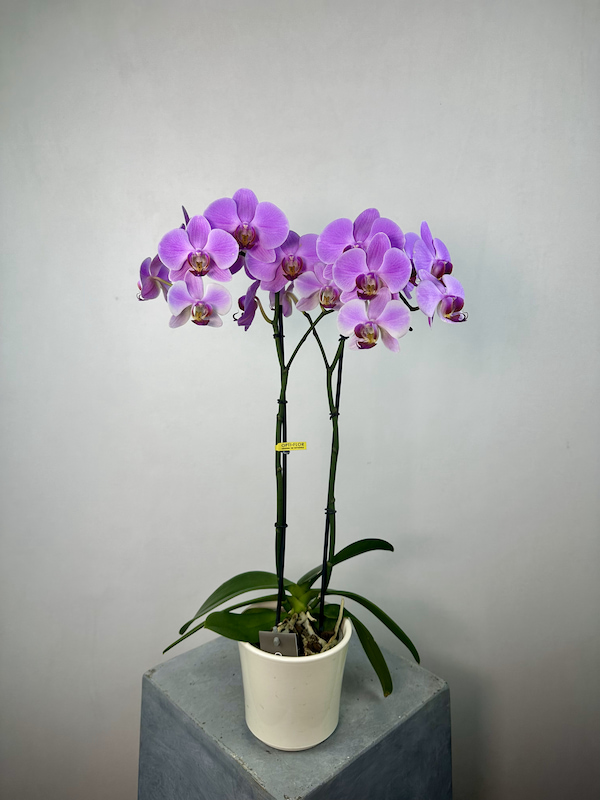 Seramik Saksıda 2'li Phalaenopsis Orkide