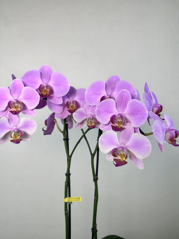 Seramik Saksıda 2'li Phalaenopsis Orkide