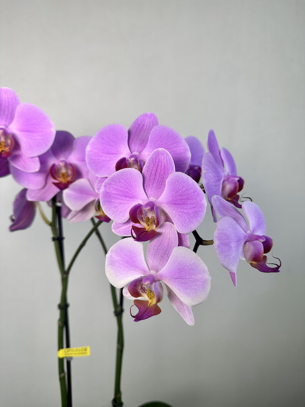 Seramik Saksıda 2'li Phalaenopsis Orkide