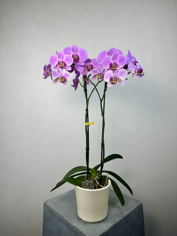 Seramik Saksıda 2'li Phalaenopsis Orkide