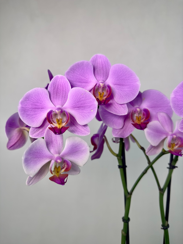 Seramik Saksıda 2'li Phalaenopsis Orkide