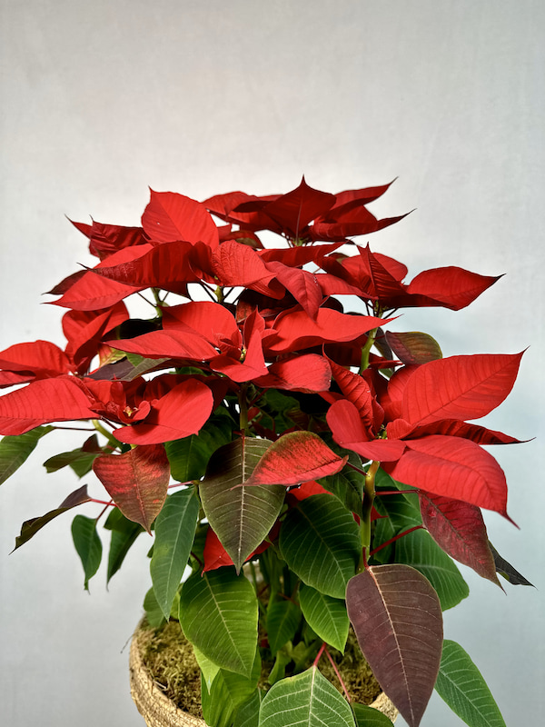 Hasır Sepette Ponsetya (Poinsettia)