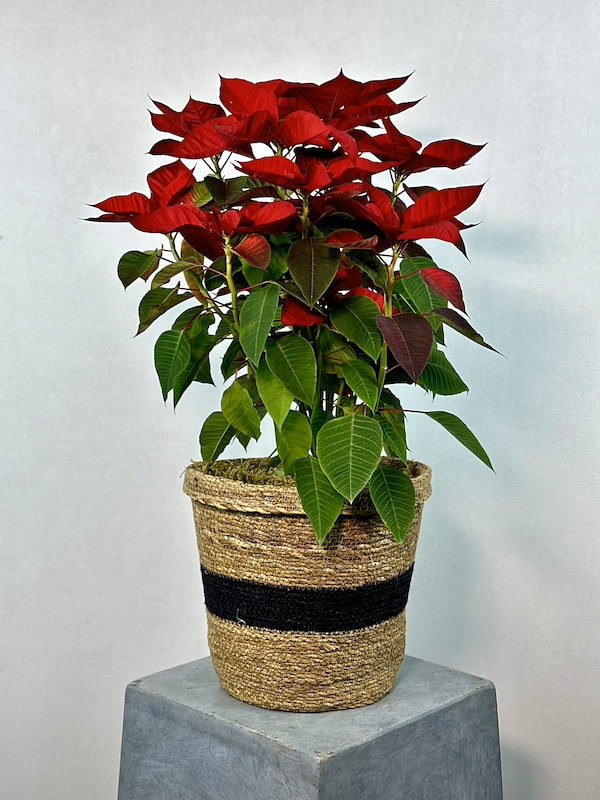 Hasır Sepette Ponsetya (Poinsettia)