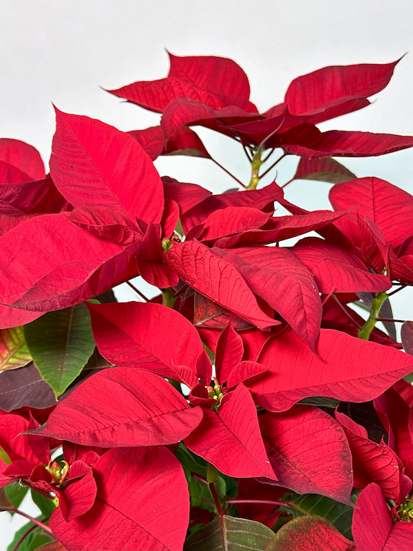 Hasır Sepette Ponsetya (Poinsettia)