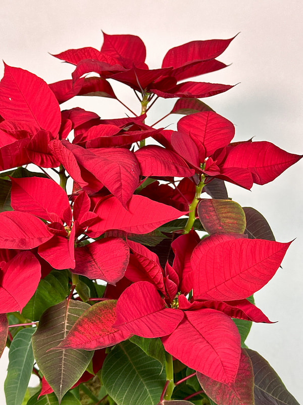 Hasır Sepette Ponsetya (Poinsettia)