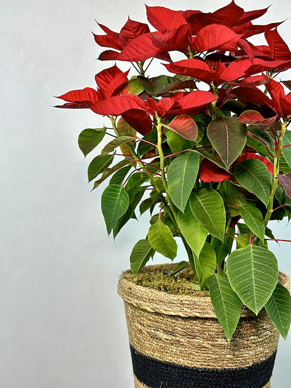 Hasır Sepette Ponsetya (Poinsettia)